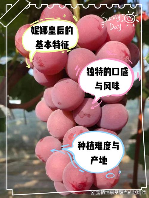 妮娜皇后葡萄 被誉为“红宝石”的葡萄界新贵