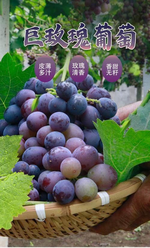 密云保合蜗牛小镇 巨玫瑰与玫瑰香葡萄，1500g水果包邮到家