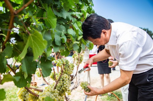 “解剖”酿一杯好酒的过程，长城桑干酒庄2020采收节还透露了哪些关键信息？